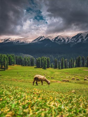 Explore Kashmir with Dream Kashmir Nights Tour